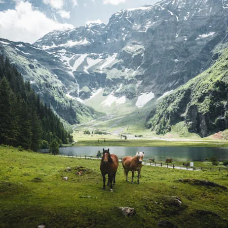 Zwei Pferde auf einer Wiese am Hintersee mit Bergen im Hintergrund
